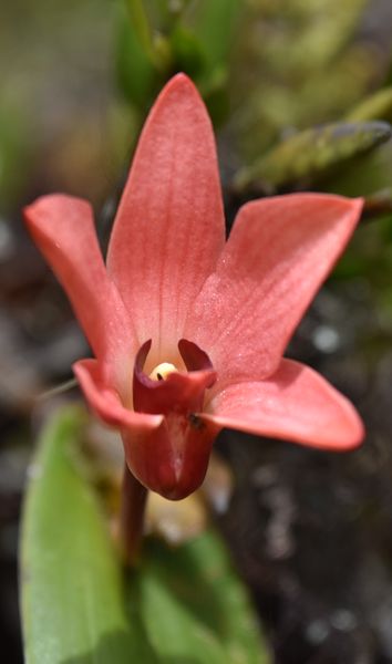 Quelques Orchidées de Papouasie de l'Ouest, Août 2023 Dsc_1491