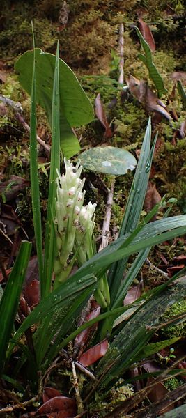 Quelques Orchidées de Papouasie de l'Ouest, Août 2023 Dsc_1494