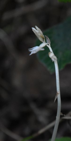Quelques Orchidées de Papouasie de l'Ouest, Août 2023 Dsc_3339