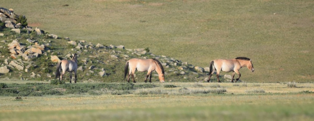 Flore et Faune de Mongolie mai 2018 ... - Page 3 Dsc_4114