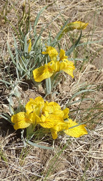 Flore et Faune de Mongolie mai 2018 ... Iridac13