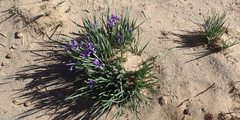 Flore et Faune de Mongolie mai 2018 ... - Page 2 Iridac14