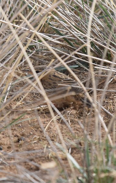 Flore et Faune de Mongolie mai 2018 ... - Page 2 Locust12