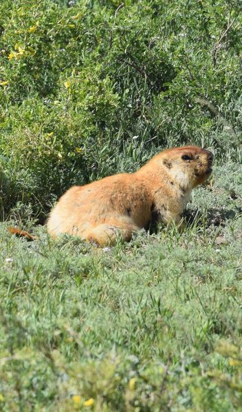 Flore et Faune de Mongolie mai 2018 ... - Page 3 Marmot12