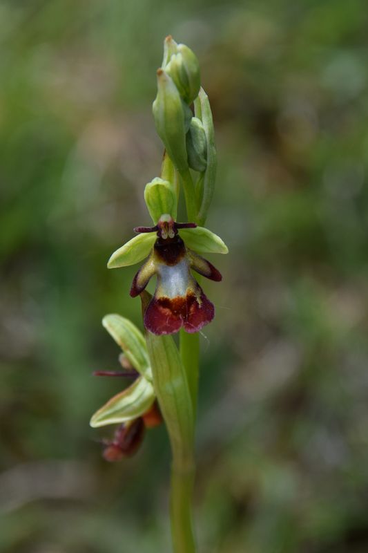  Votre plus bel Ophrys insectifera & Co Ophry120