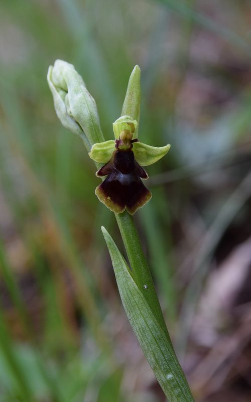  Votre plus bel Ophrys insectifera & Co Ophry121
