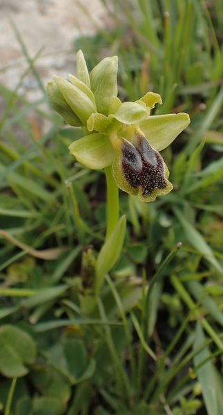 Sicile Sud-Est Région de Syracuse (17-21/04/2019) Ophrys13
