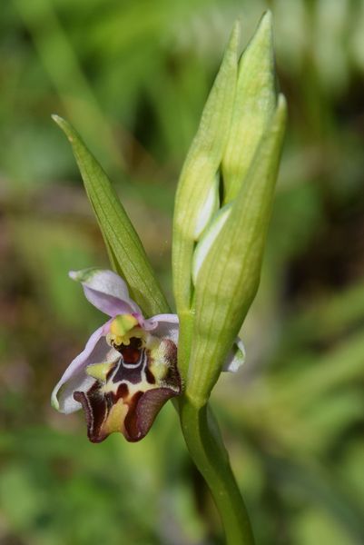 Sicile Sud-Est Région de Syracuse (17-21/04/2019)   Ophrys38