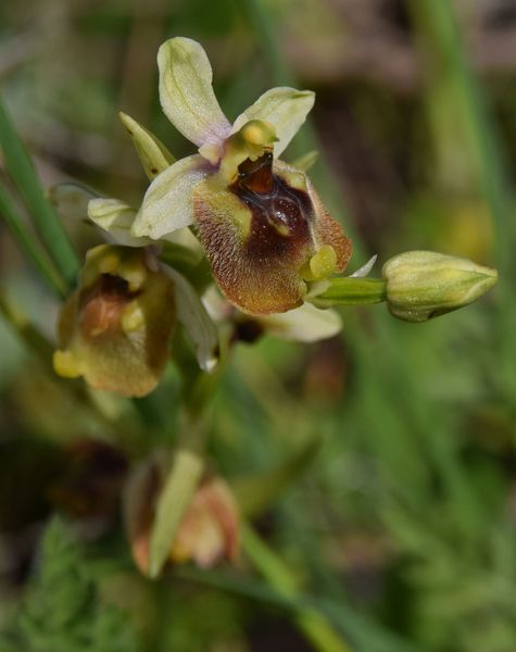 Sicile Sud-Est Région de Syracuse (17-21/04/2019)   Ophrys44