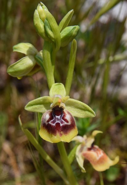 Sicile Sud-Est Région de Syracuse (17-21/04/2019)   Ophrys59