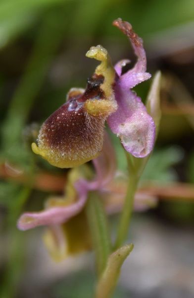 Sicile Sud-Est Région de Syracuse (17-21/04/2019)   Ophrys69