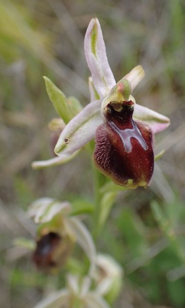 Sicile Sud-Est Région de Syracuse (17-21/04/2019)   Ophrys73