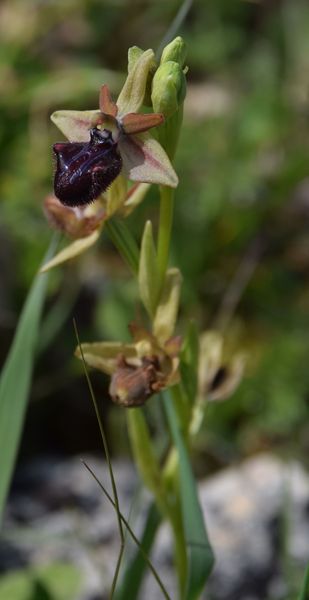 Sicile Sud-Est Région de Syracuse (17-21/04/2019)   Ophrys87