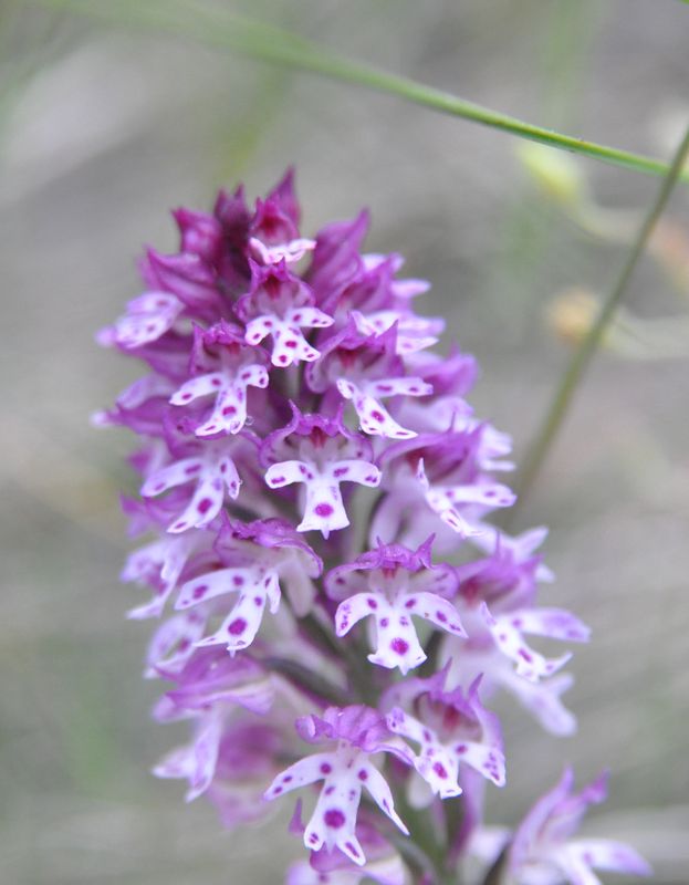 votre plus jolie  Neotinea Ustulata  - Page 2 Orchid53