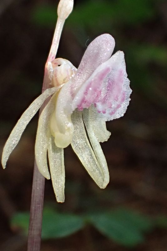 Votre plus joli Epipogium aphyllum Orchid59