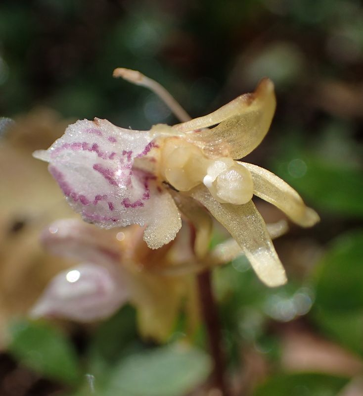 Votre plus joli Epipogium aphyllum Orchid60