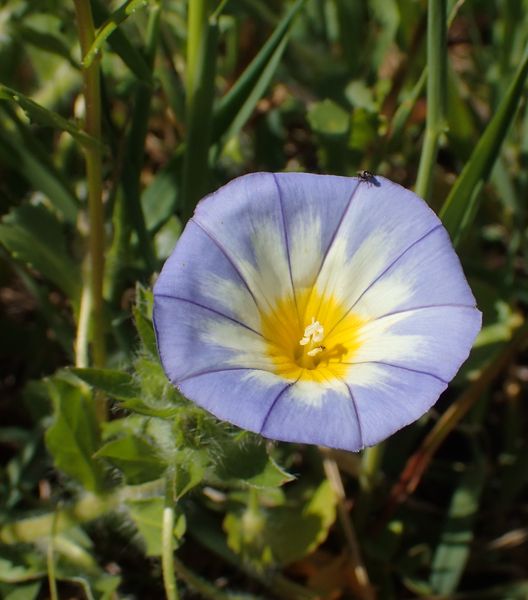 Sicile ouest RN Zingaro & Ficuzza (13,14 et 22/04/2019) P4130211