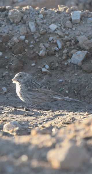 Flore et Faune de Mongolie mai 2018 ... - Page 2 Roseli12