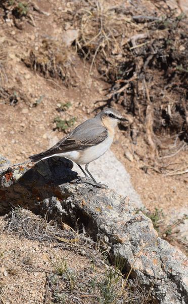 Flore et Faune de Mongolie mai 2018 ... - Page 3 Traque13