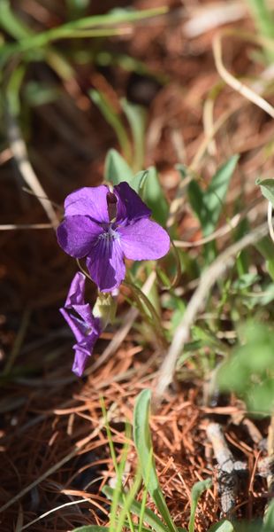 Flore et Faune de Mongolie mai 2018 ... Violac20