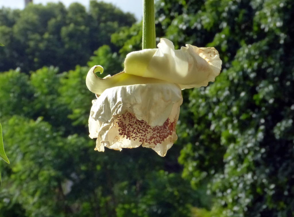  fruit du baobab (un fruit curieux ... trouvé par Danwen  !) Baobab10