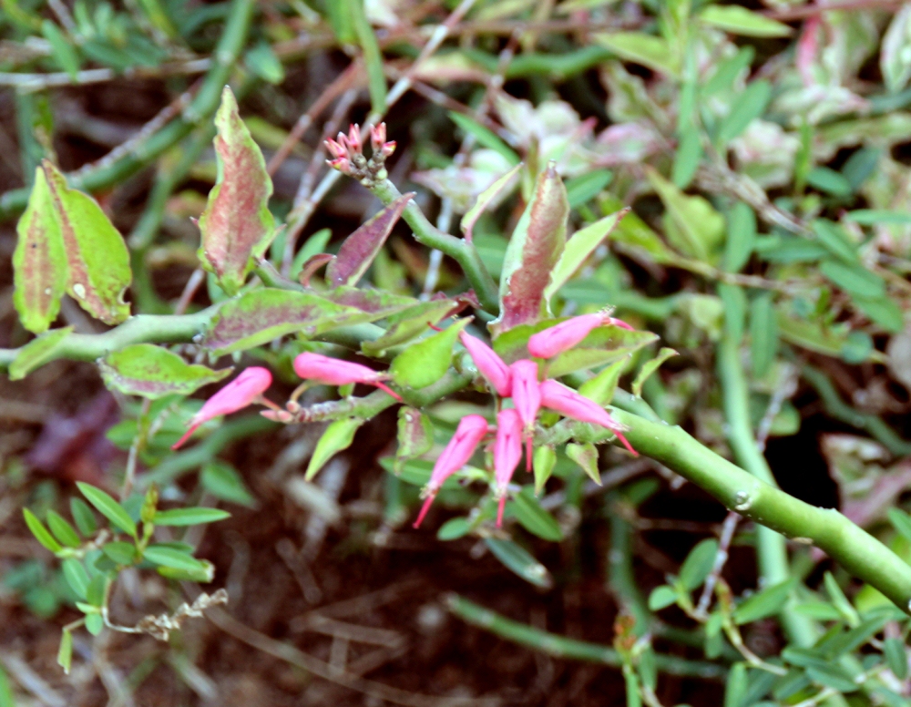 Euphorbia tithymaloides (devinette du jour trouvée par Mistouflette !) Euphor10