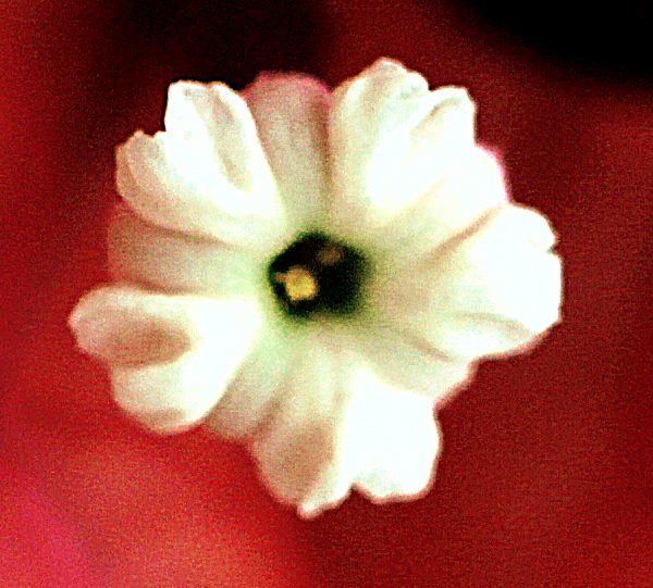 une toute petite fleur .....de bougainvillier (mystère résolu par les lucioles !) Fleurm11