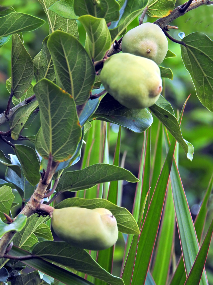 figuier rampant (nom savant : Ficus pumila ) - petit casse-tête pour le weekend résolu Kesako15