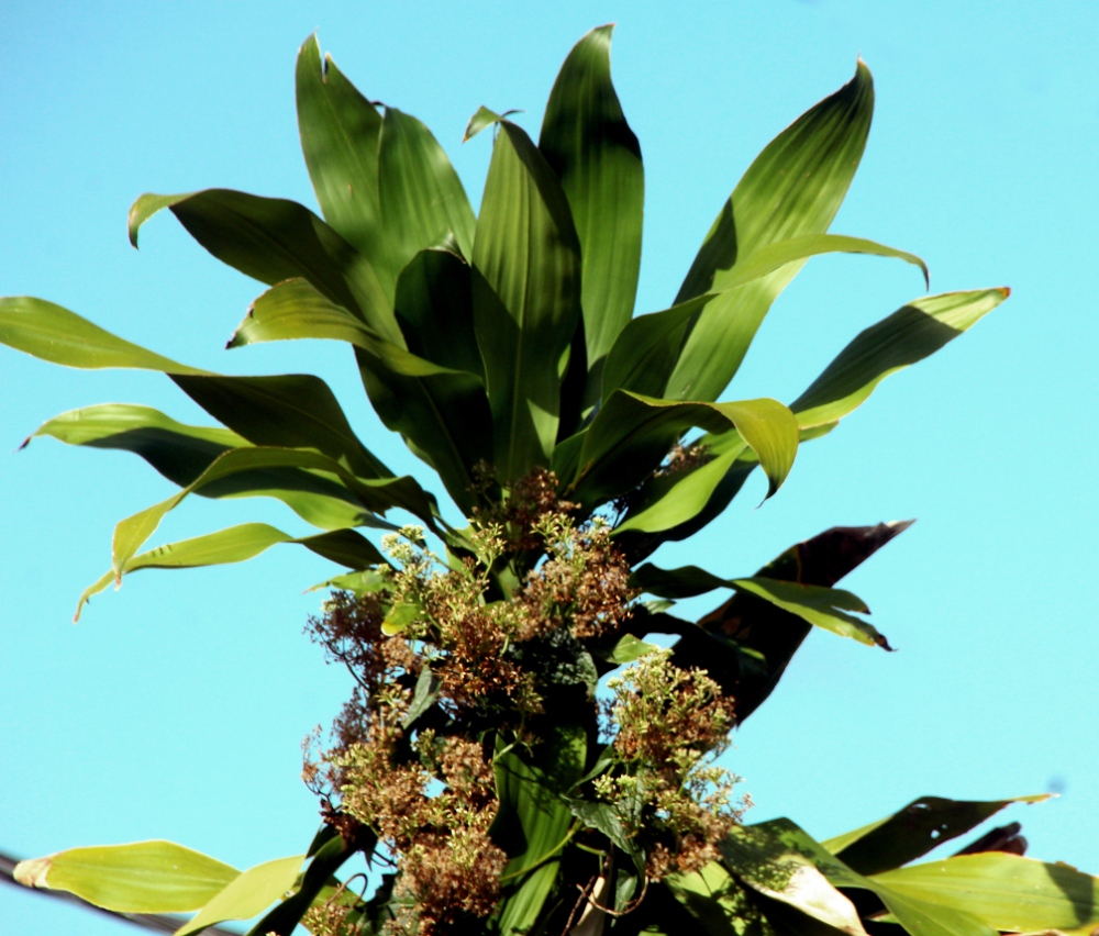 Dracaena fragrans, aux Antilles : sandragon (késako ? truvé) Kesako19