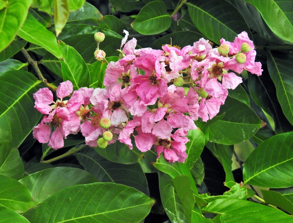 gestrame ou lilas des Indes splendire (le casse-tête du weekend :-) trouvé par Mistouflette !) Kesako40