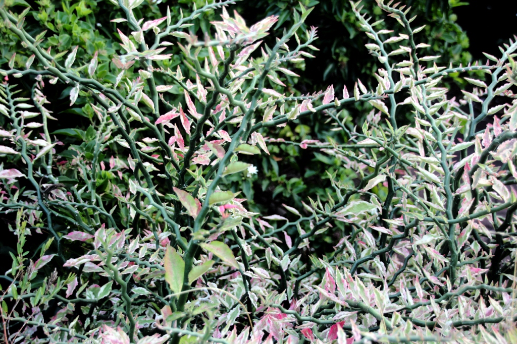Euphorbia tithymaloides (devinette du jour trouvée par Mistouflette !) Kesako43