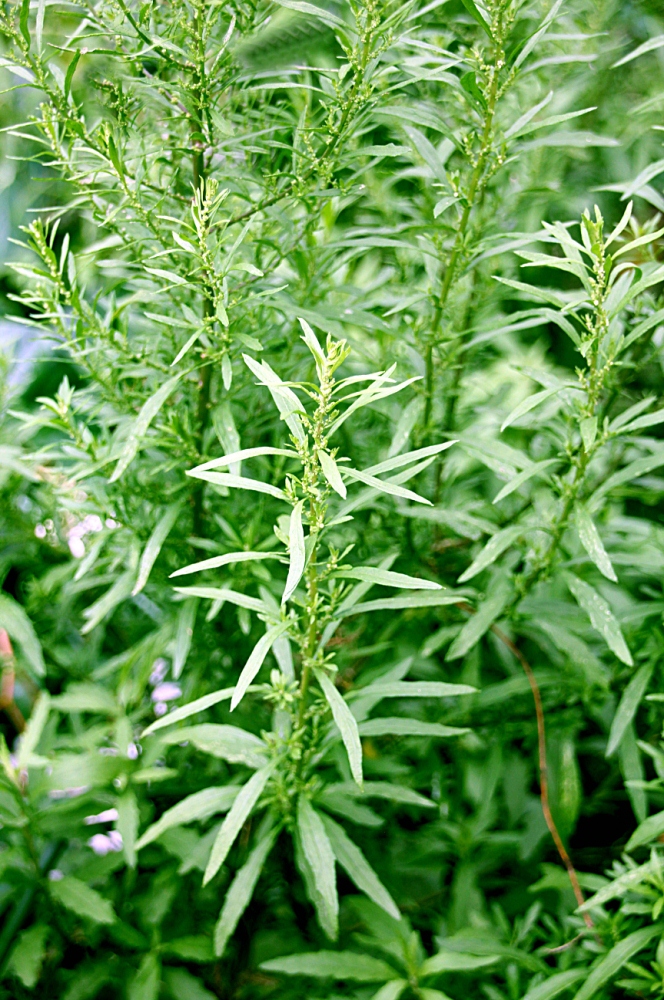 herbe à vers - zeb a vè - une herbe (rimed razié) trouvée par Mistouflette Kesako53