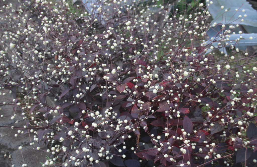 Alternanthéra brasiliana (le casse-tête du dimanche soir ! trouvé par Mistouflette) Kezako23