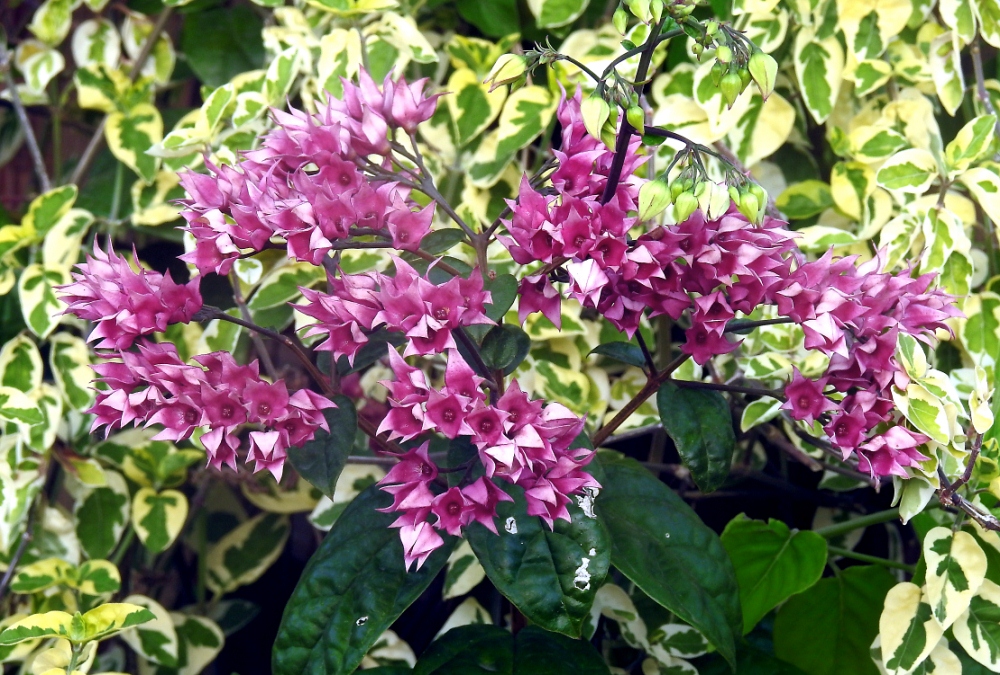 bougainvillier et coeur de Marie  (la devinette du week-end, résolue !) Kzosak28