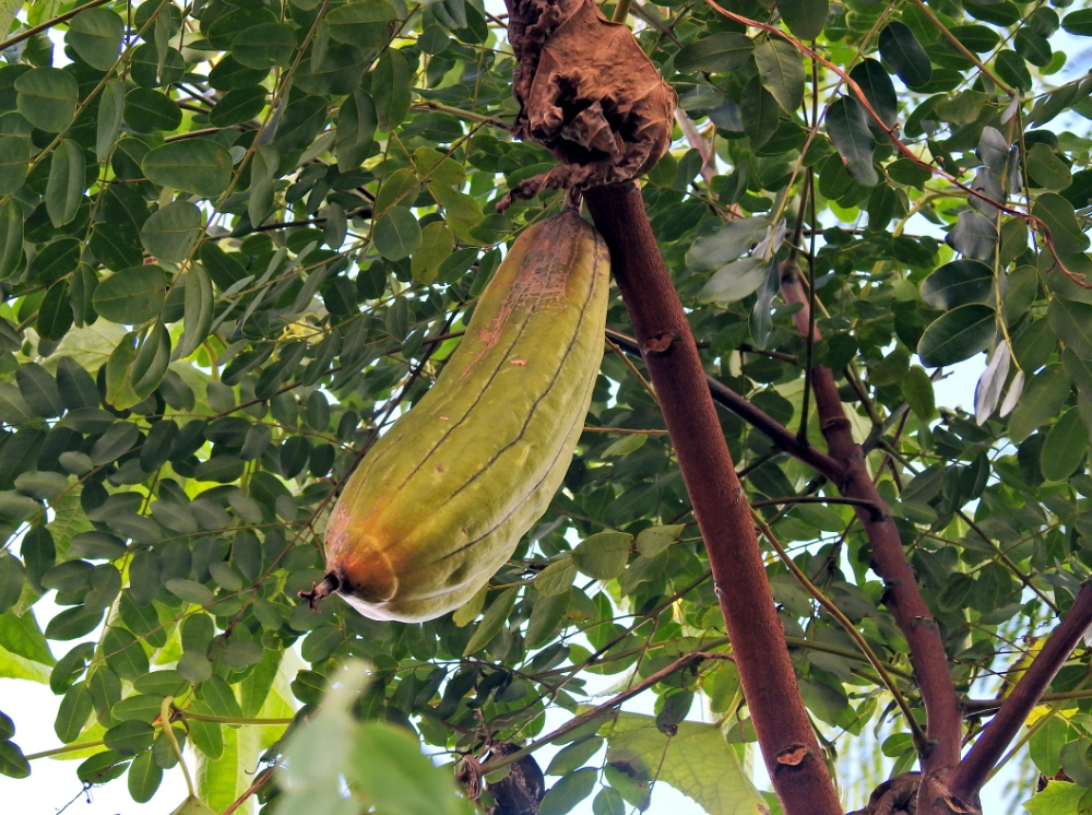 luffa (un casse-tête pour le weekend :-) résolu) Kzozak10