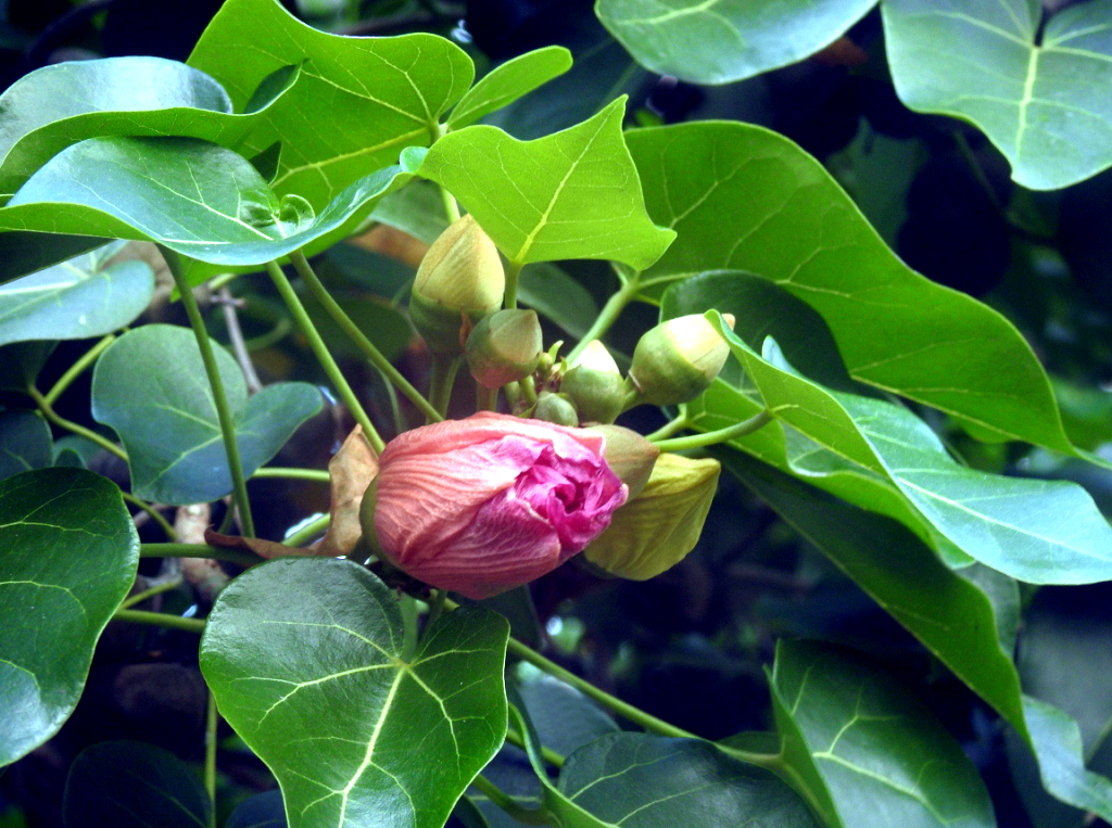 catalpa (la devinette du lundi trouvée par Mistouflette et Mirabelle!) Kzozak11