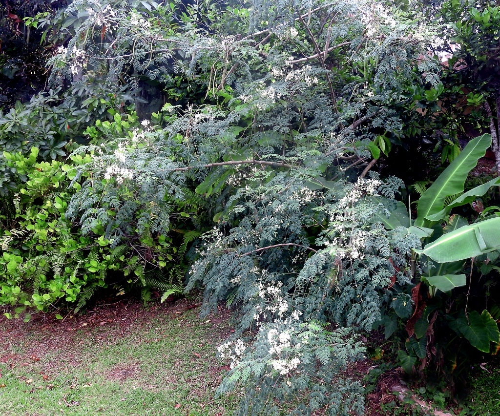 acacia en fleurs (quizz du dimanche trouvé par les brillantes lucioles !) Quizz115