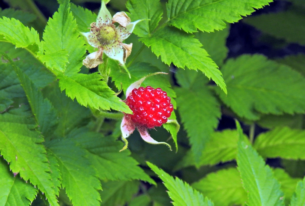 fraises des bois (késako ? trouvé !) Quizz212