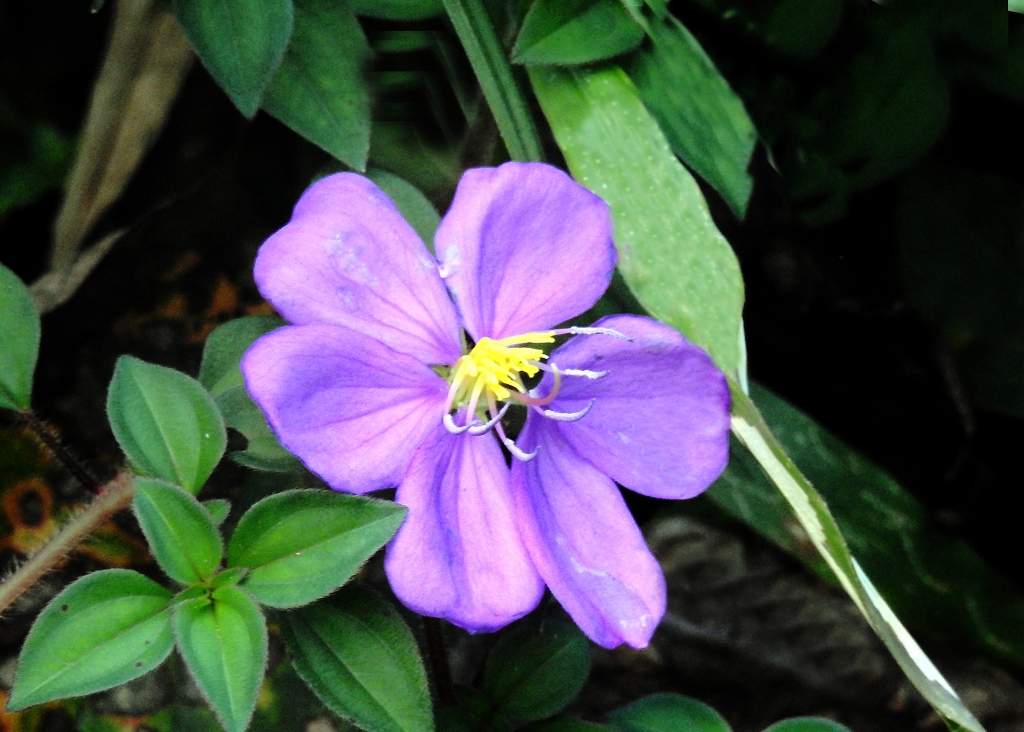 tibouchina - Une devinette pour ce week-end ... trouvée par Papaye ! Quizz45