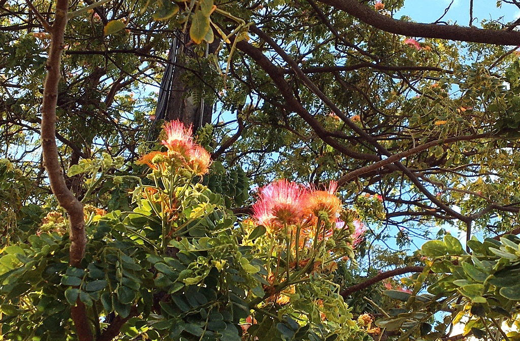 pompon de marin, calliandra (la devinette du lundi trouvée par Mistouflette) Quizz48