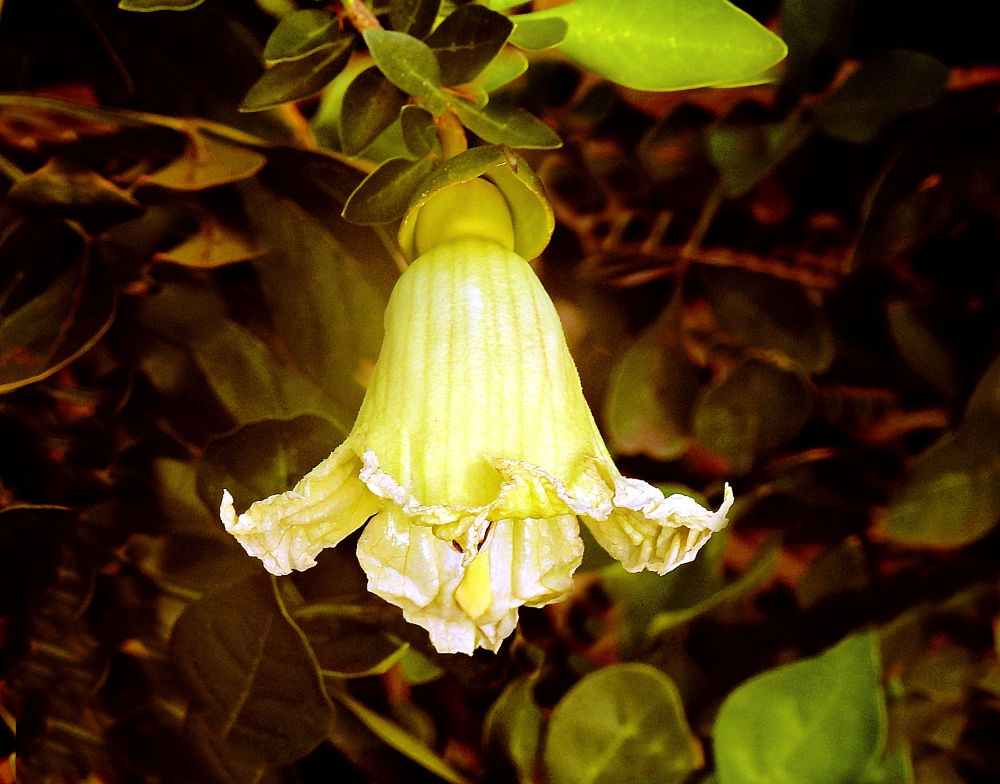 fleur de guajilote (la devinette du 14 Juillet trouvée par Mistouflette !) Quizz_18