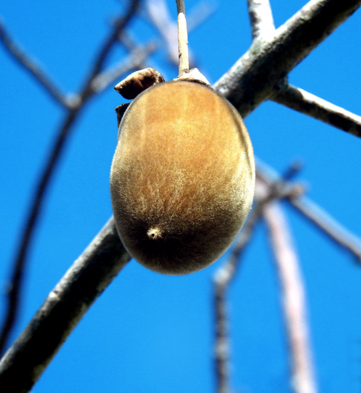  fruit du baobab (un fruit curieux ... trouvé par Danwen  !) Quizza11