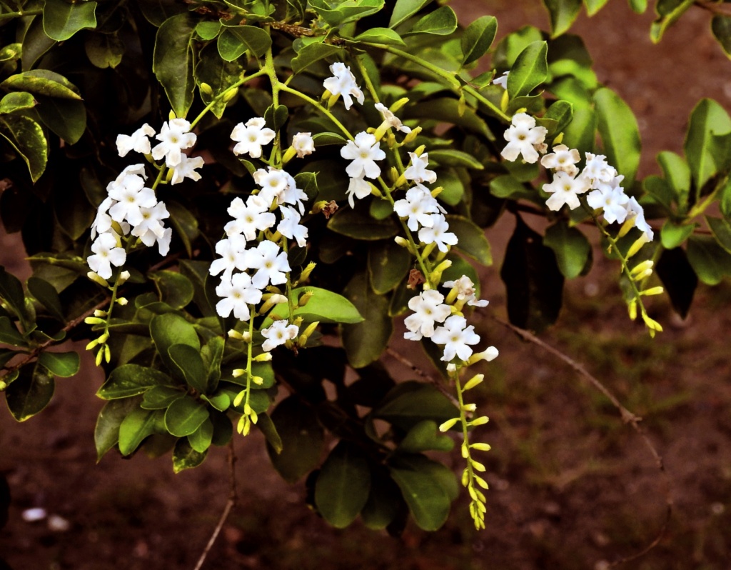 vanillier de Cayenne (une devinette ! Bravo Mistouflette!) Vanill10