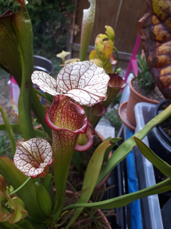 Sarracenia 2018  20180925