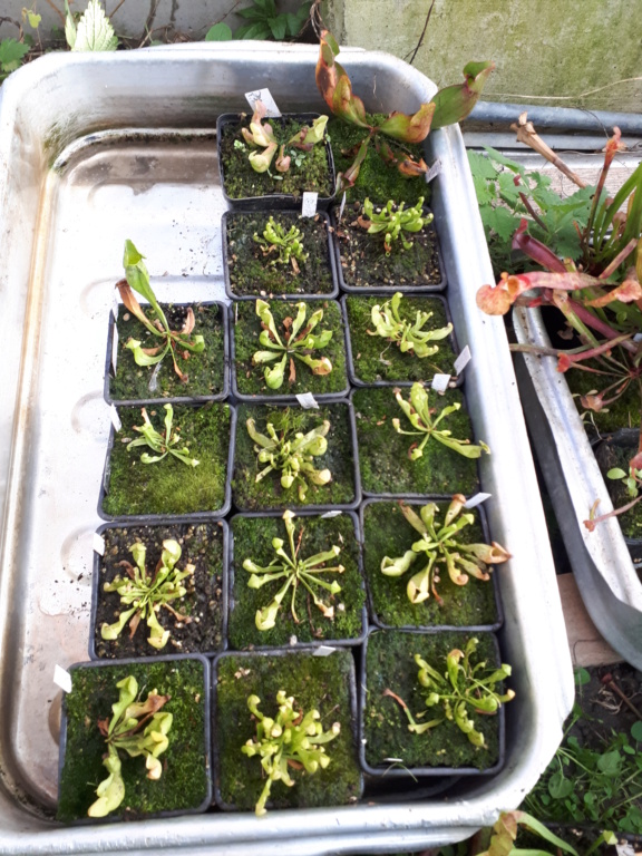 Sarracenia purpurea subsp.venosa f.pallidiflora 20181119