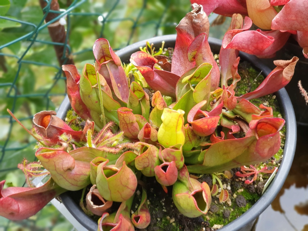 Sarracenia purpurea 2019 20201048