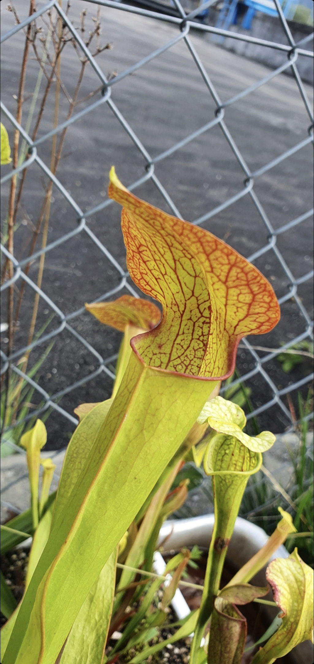 sarracenia de Romain Valais 2022 Screen23