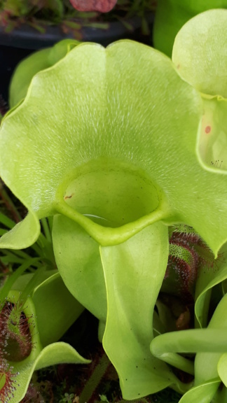 Sarracenia purpurea 2019 Spb02_10