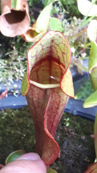 Sarracenia purpurea 2019 Spp03_10