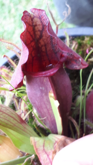 Sarracenia purpurea 2019 Spp05_10